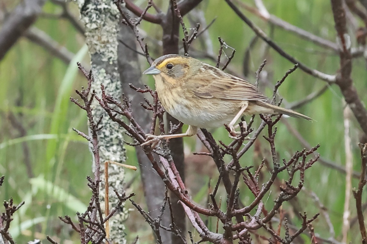 Nelson's Sparrow (Atlantic Coast) - ML636814039