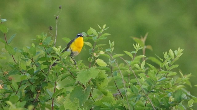 Yellow-breasted Chat - ML636814048