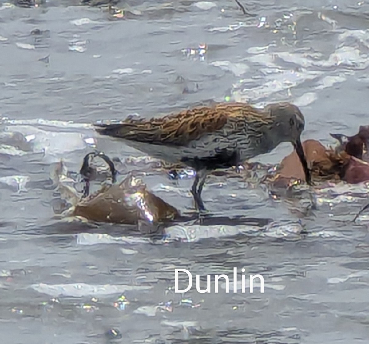 Dunlin - ML636814057