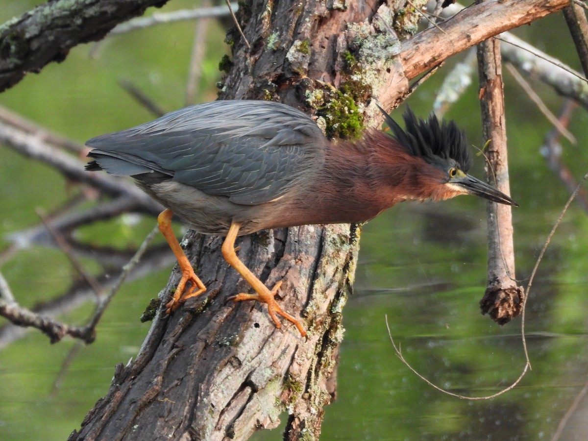 Green Heron - ML636814063
