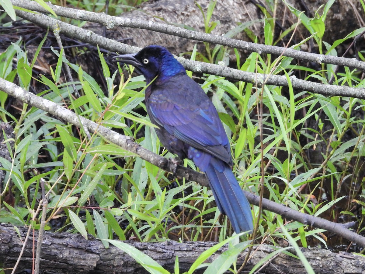 Common Grackle - ML636814083