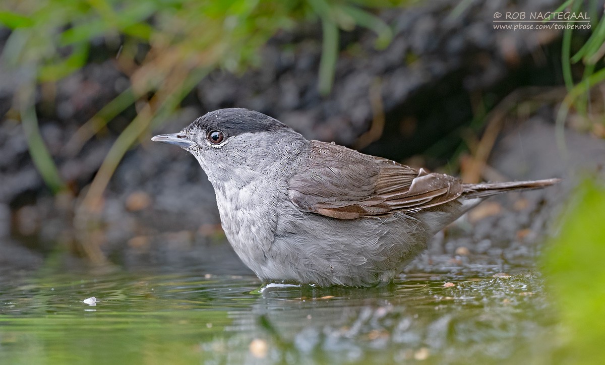 ズグロムシクイ - ML636814101