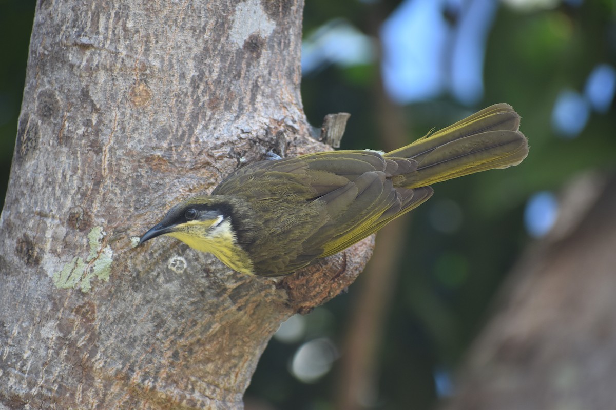 Varied Honeyeater - ML636814142