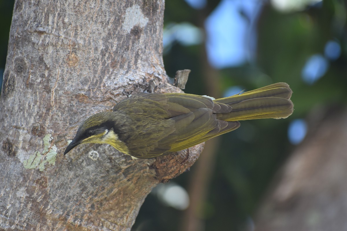 Varied Honeyeater - ML636814143