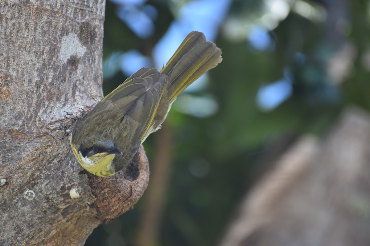 Varied Honeyeater - ML636814144