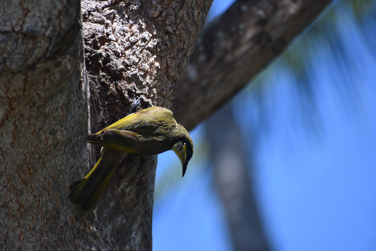 Varied Honeyeater - ML636814145