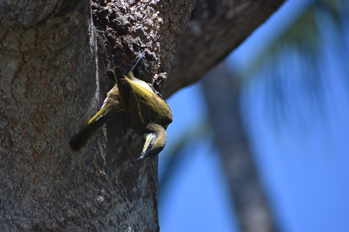 Varied Honeyeater - ML636814146