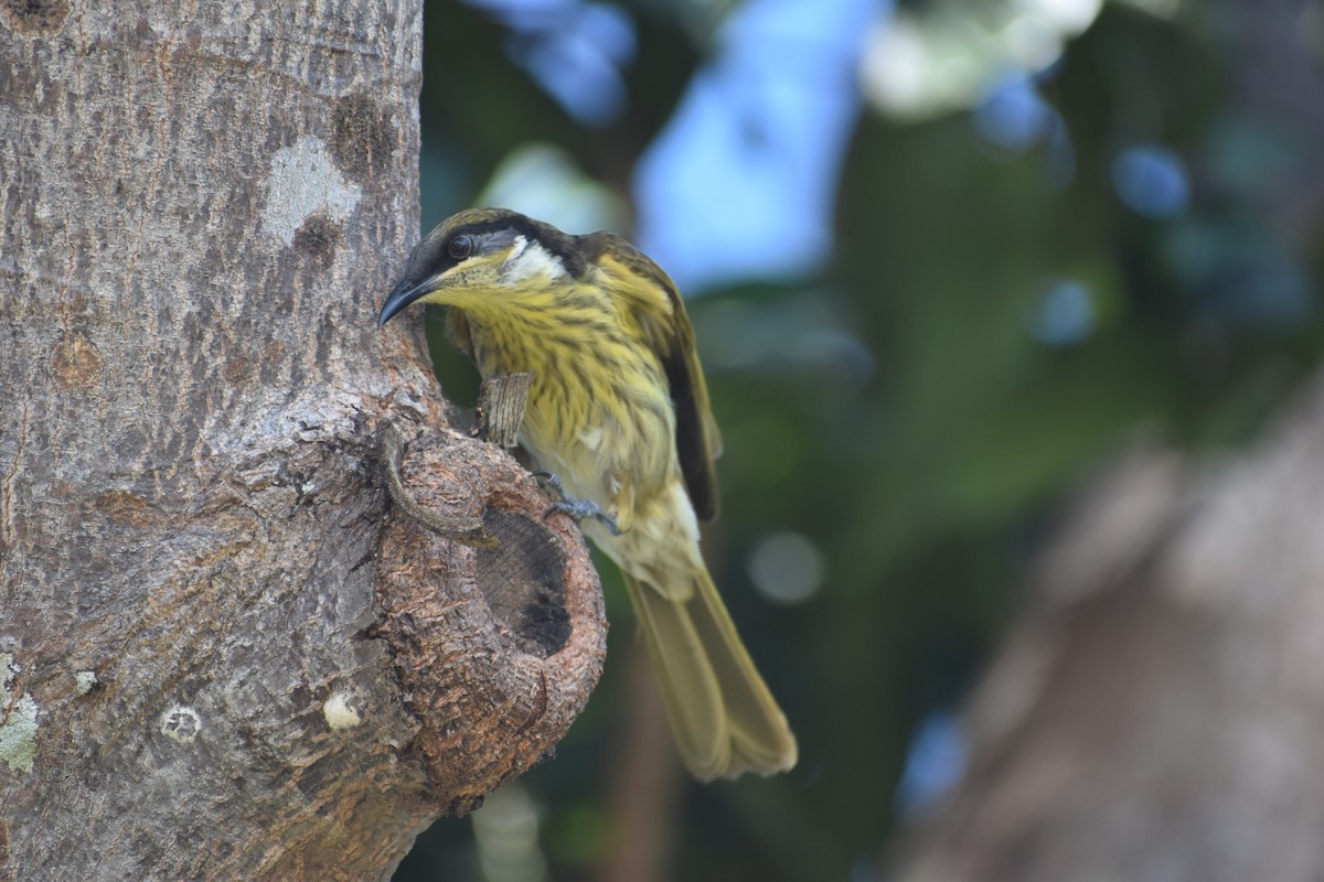Varied Honeyeater - ML636814147