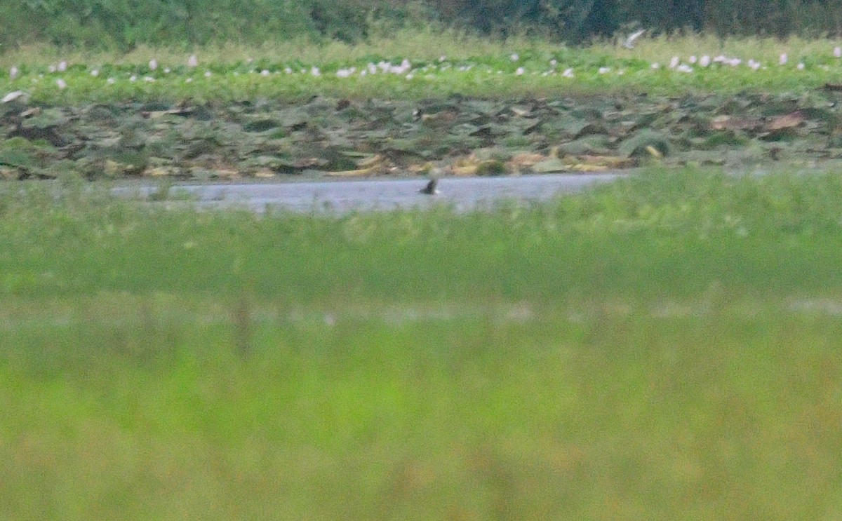 White-winged Tern - ML636814260