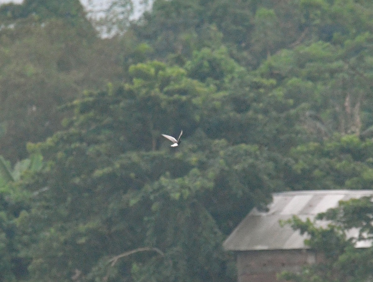 White-winged Tern - ML636814261