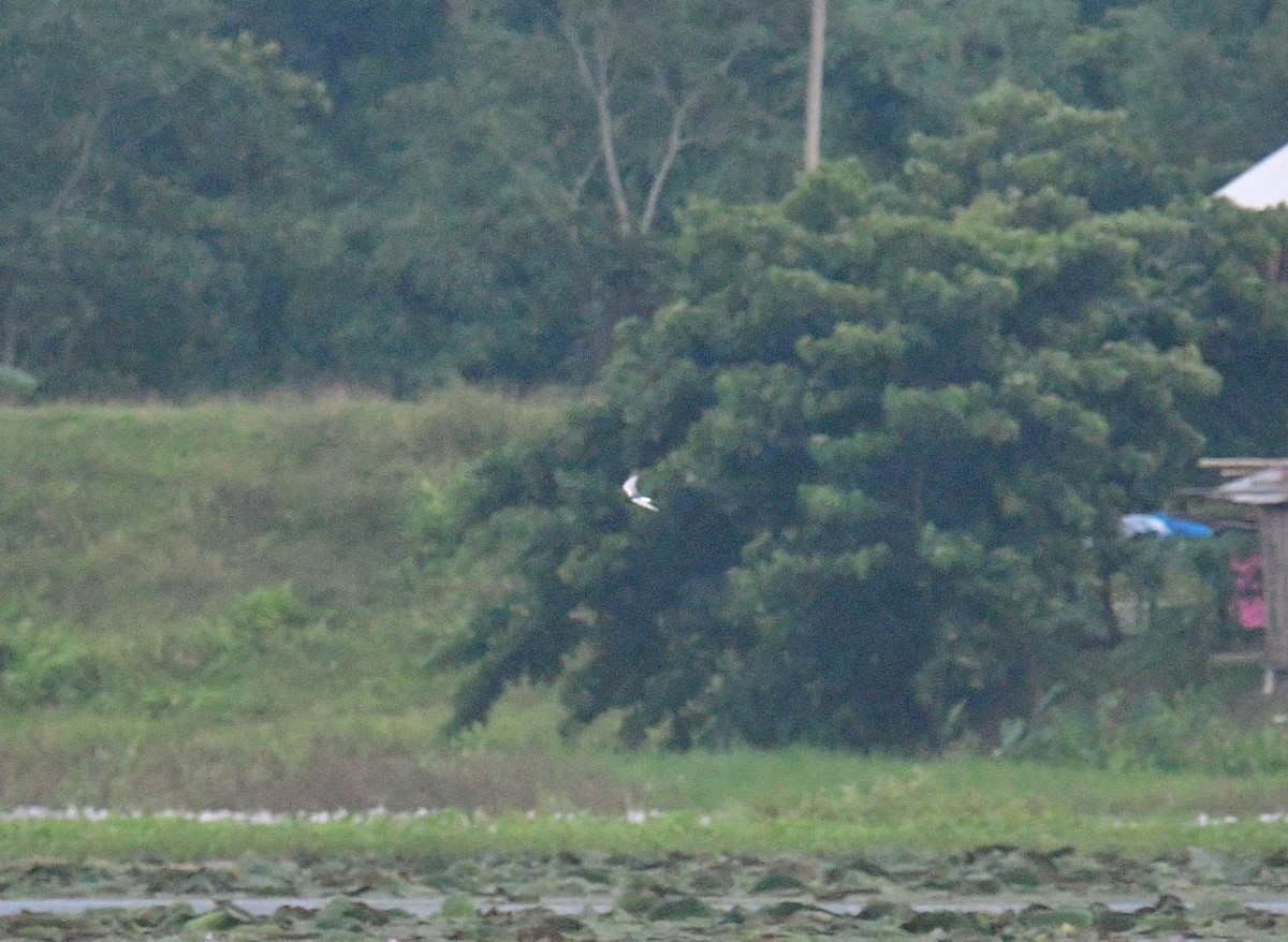 White-winged Tern - ML636814262