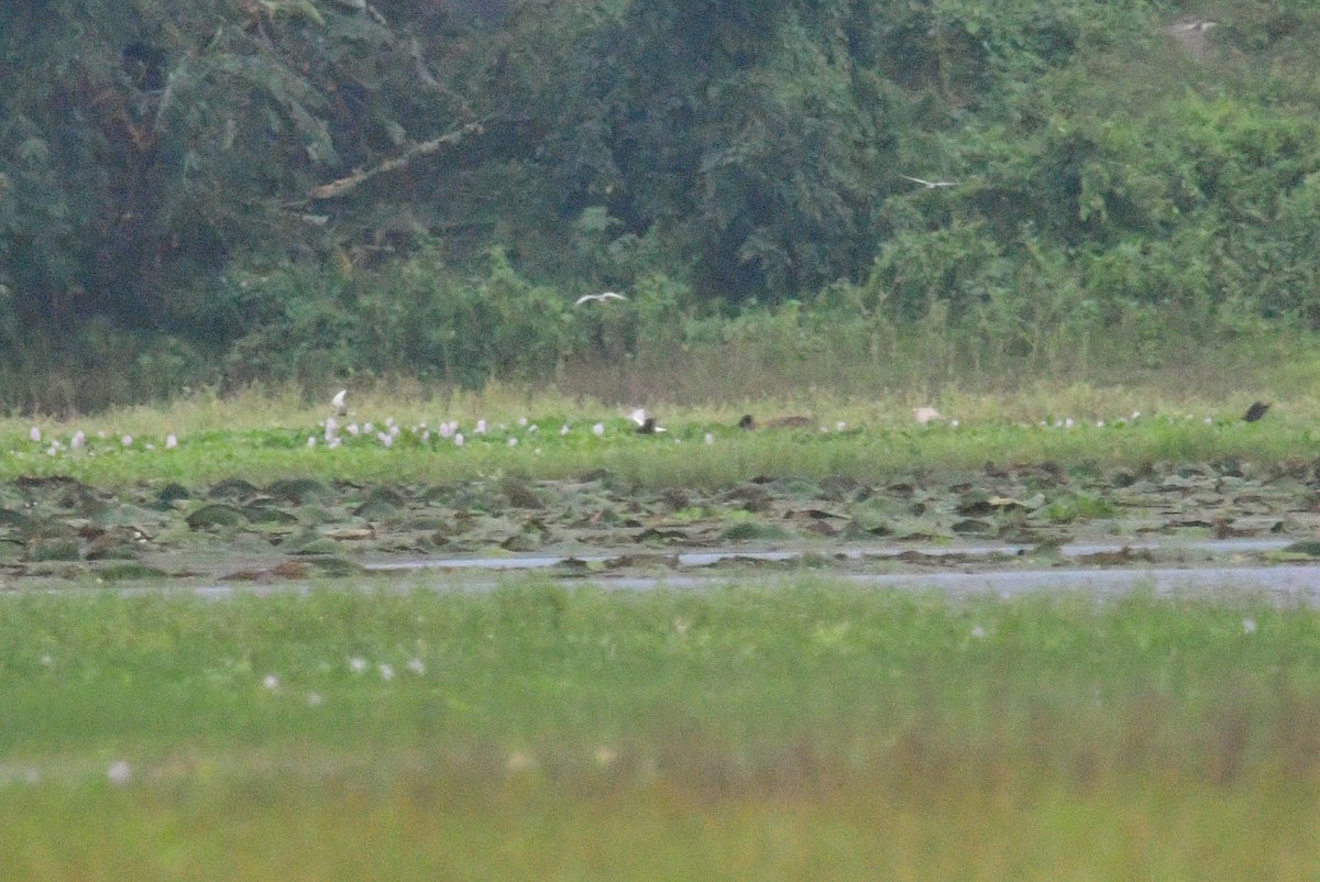 White-winged Tern - ML636814263