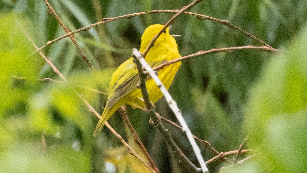 Yellow Warbler - ML636814352