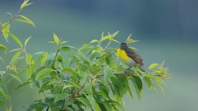 Yellow-breasted Chat - ML636814416