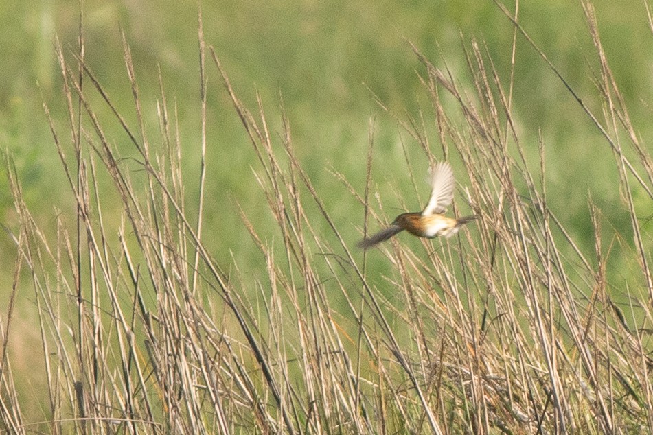 Nelson's Sparrow - ML636814456