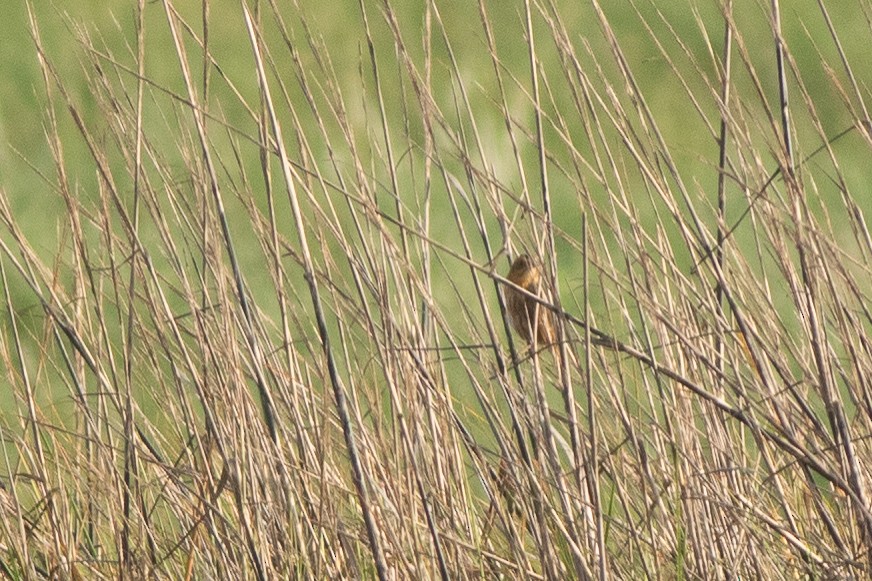Nelson's Sparrow - ML636814457