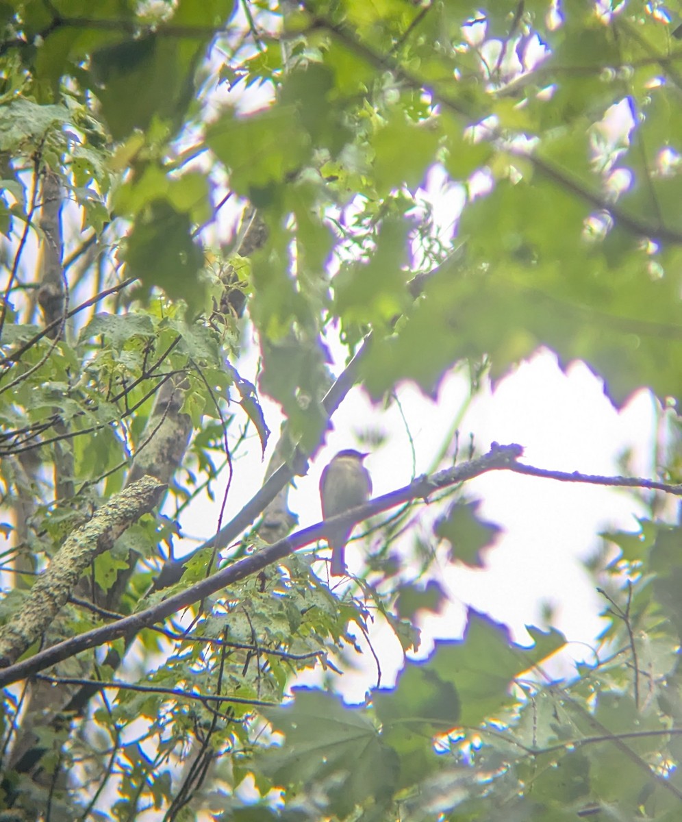 Eastern Wood-Pewee - ML636814461