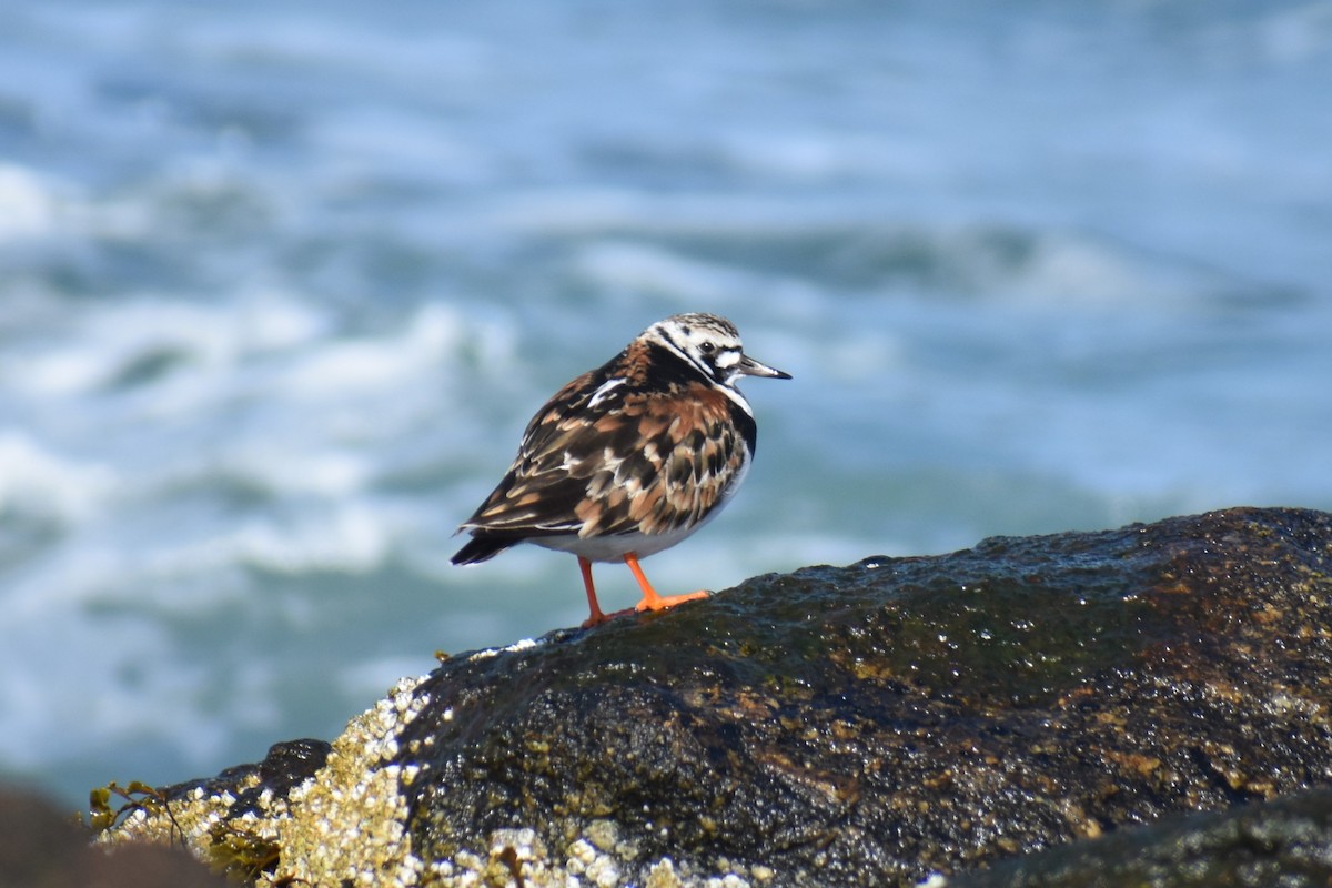 Ruddy Turnstone - ML636814509