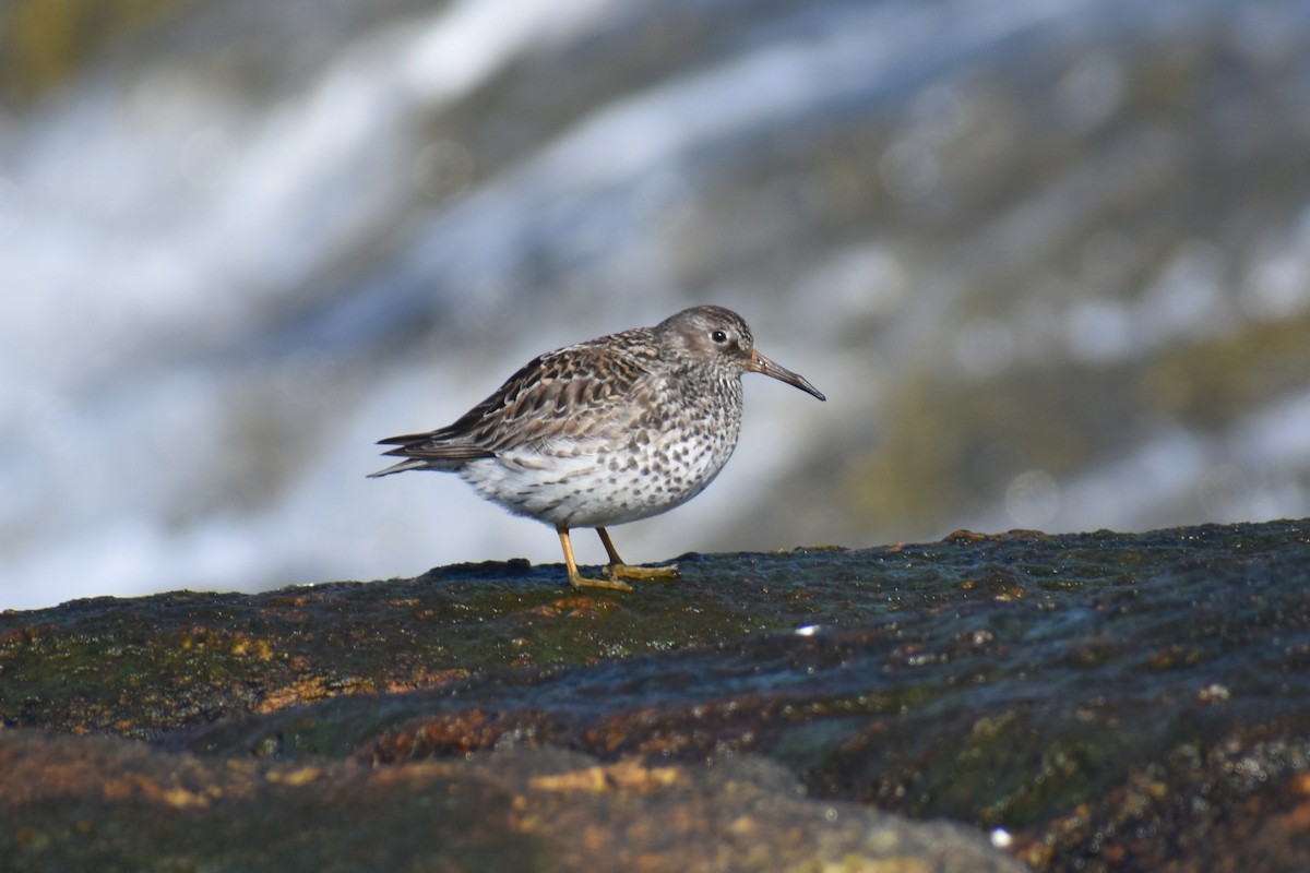 Purple Sandpiper - ML636814520