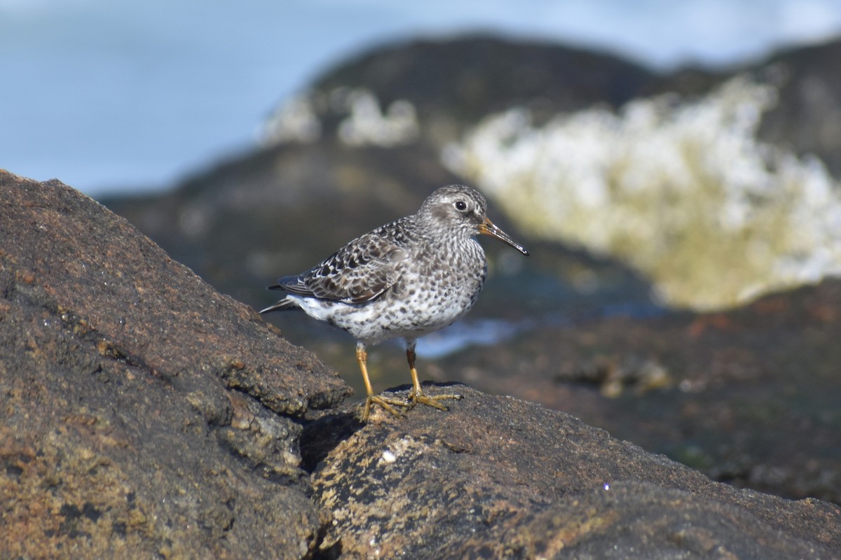 Purple Sandpiper - ML636814521