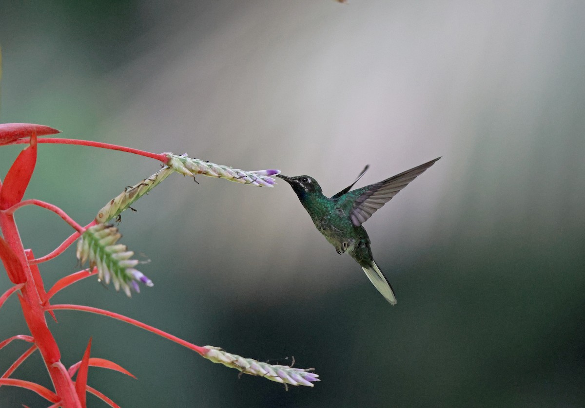 White-tailed Sabrewing - ML636814658