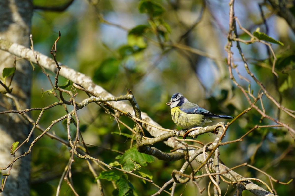 Mésange bleue - ML636814673