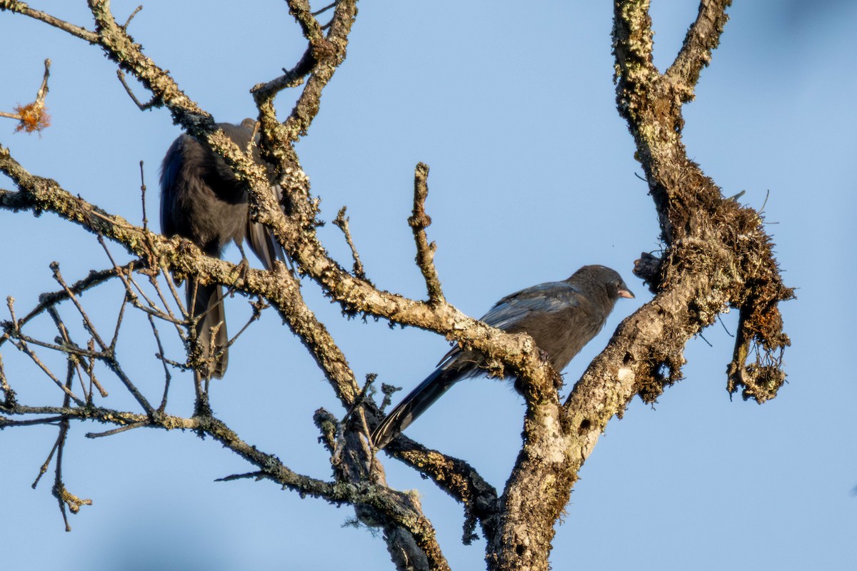 Unicolored Jay - ML636814686