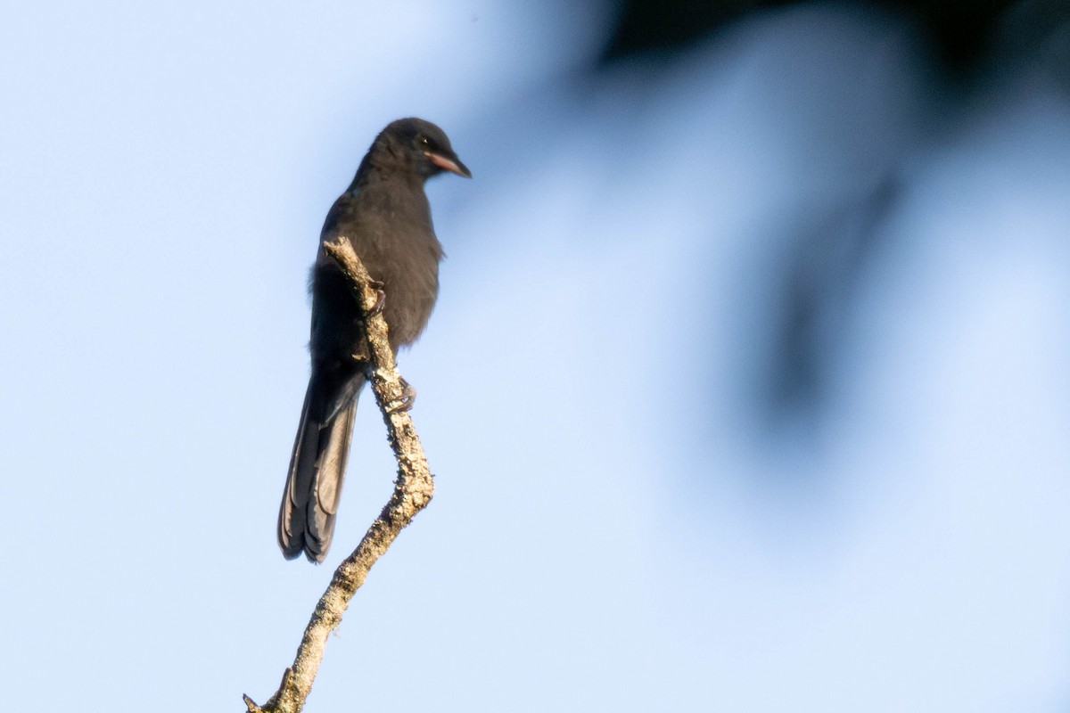 Unicolored Jay - ML636814692