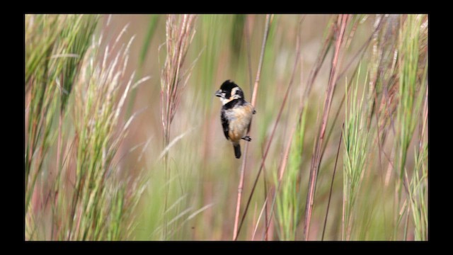 Sporophile à col fauve - ML636814783