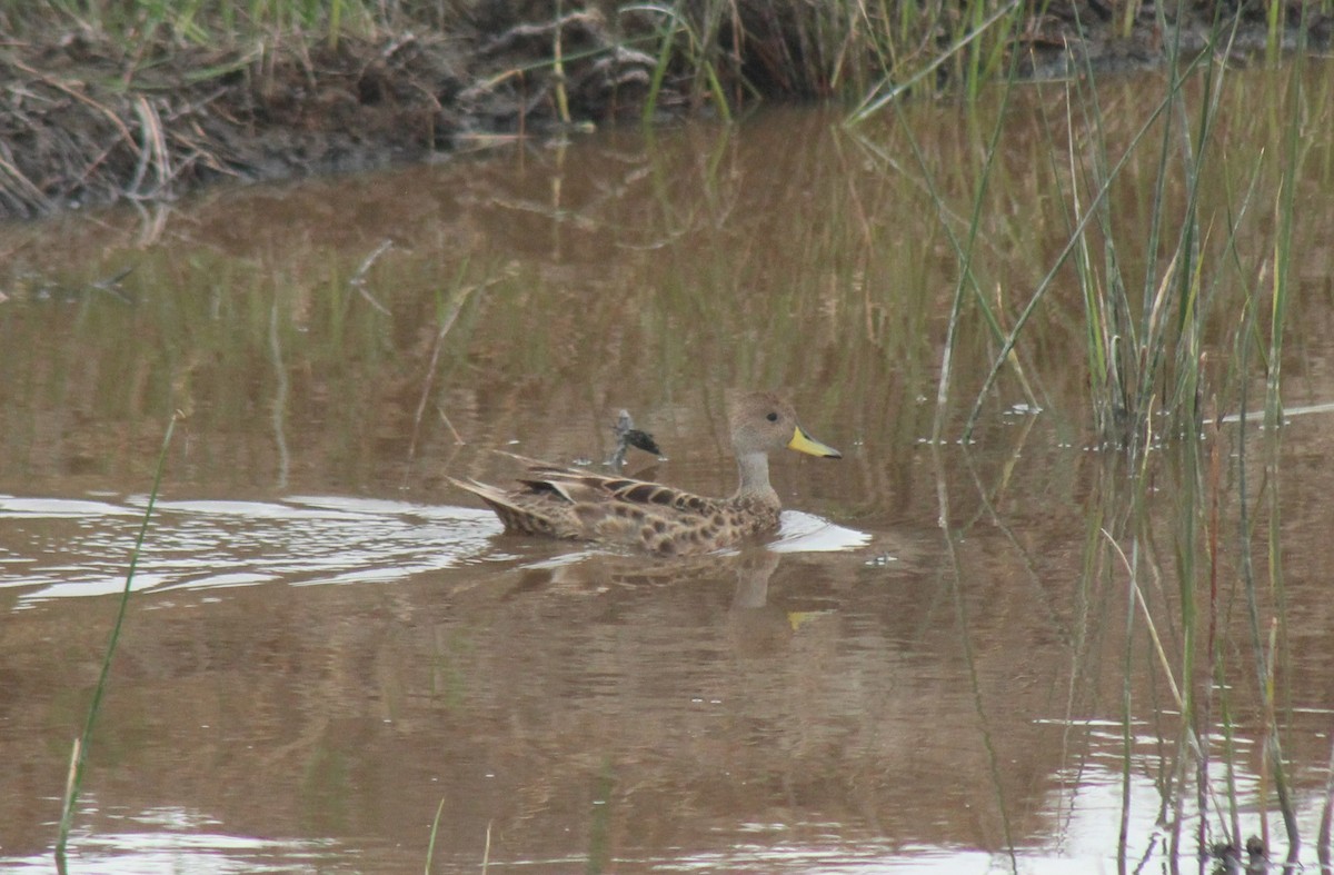 Yellow-billed Pintail - ML636814796