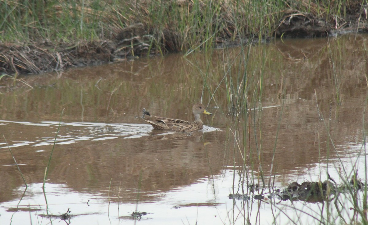 Yellow-billed Pintail - ML636814797
