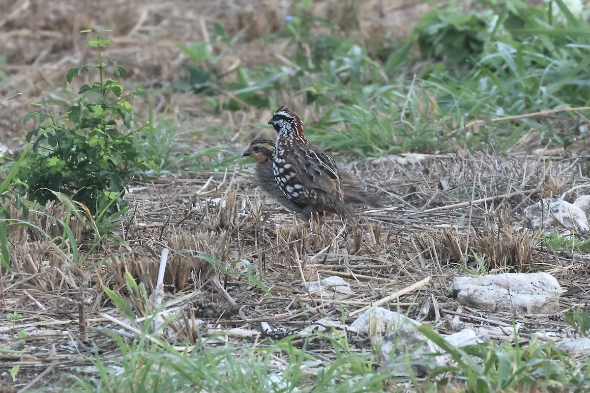Black-throated Bobwhite - ML636814835