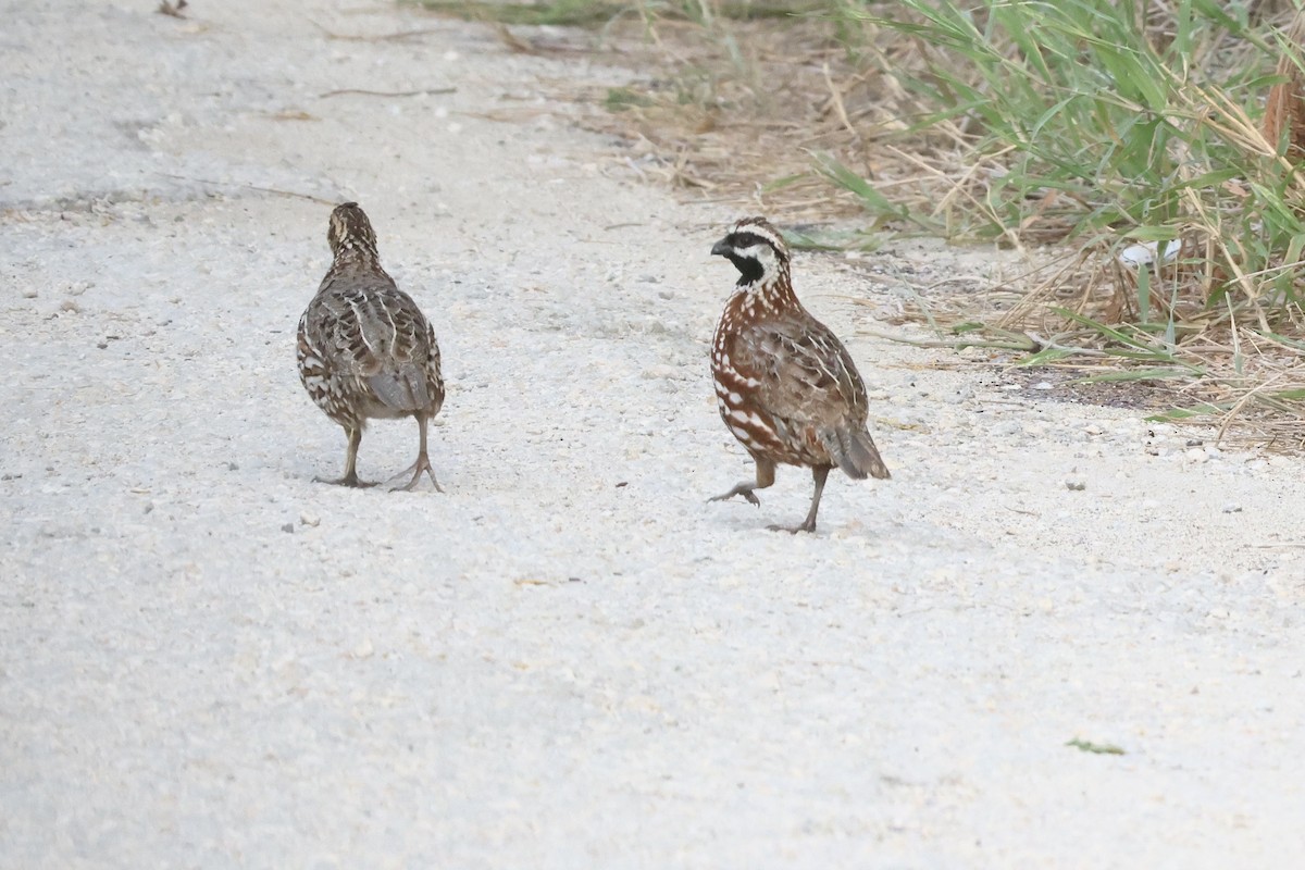 Black-throated Bobwhite - ML636814849