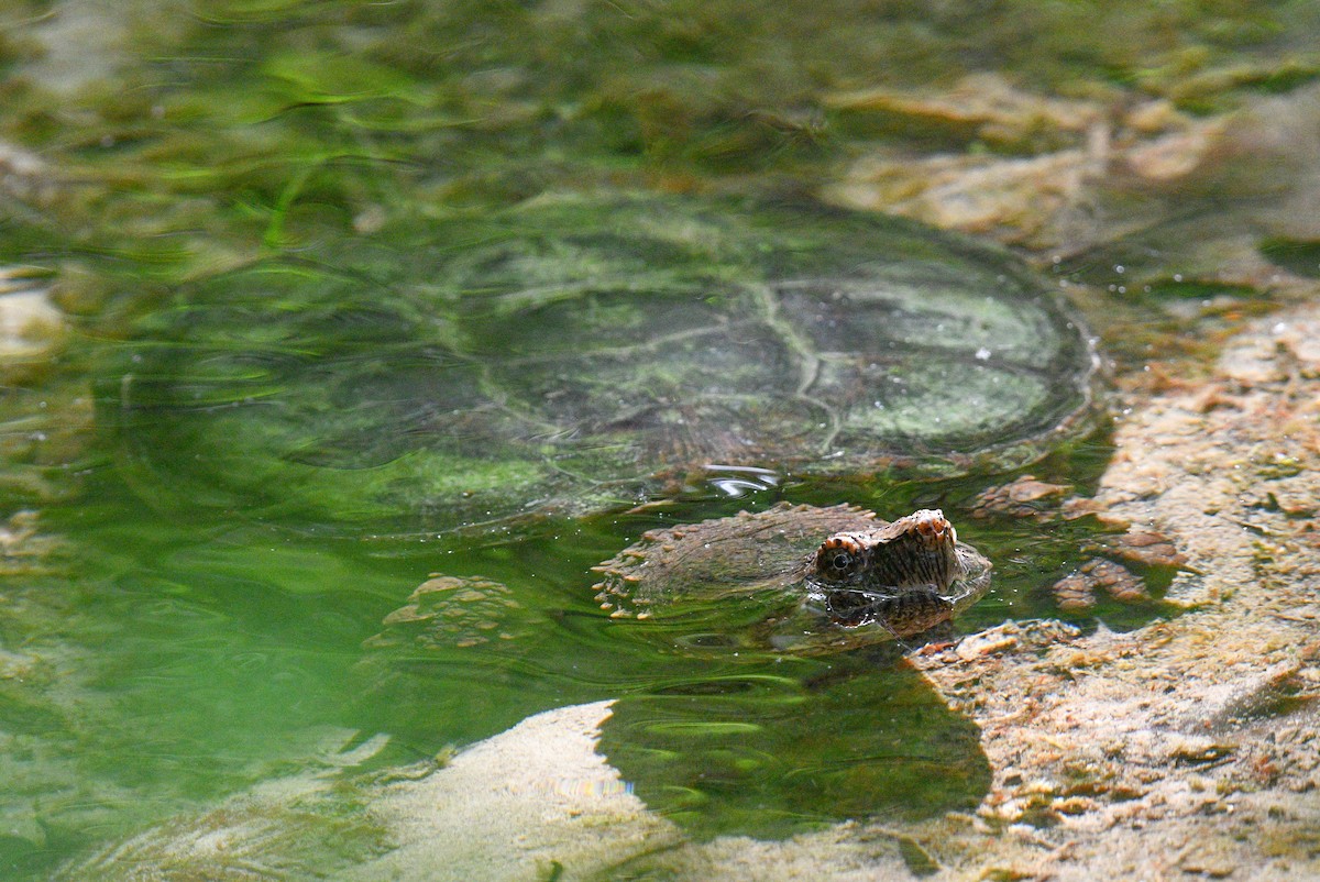 Common Snapping Turtle - ML636814905