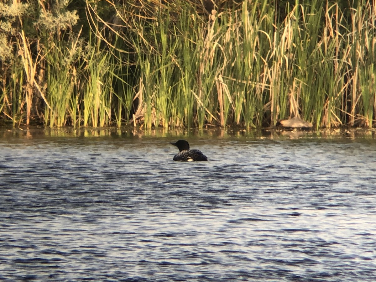 Common Loon - ML636814924