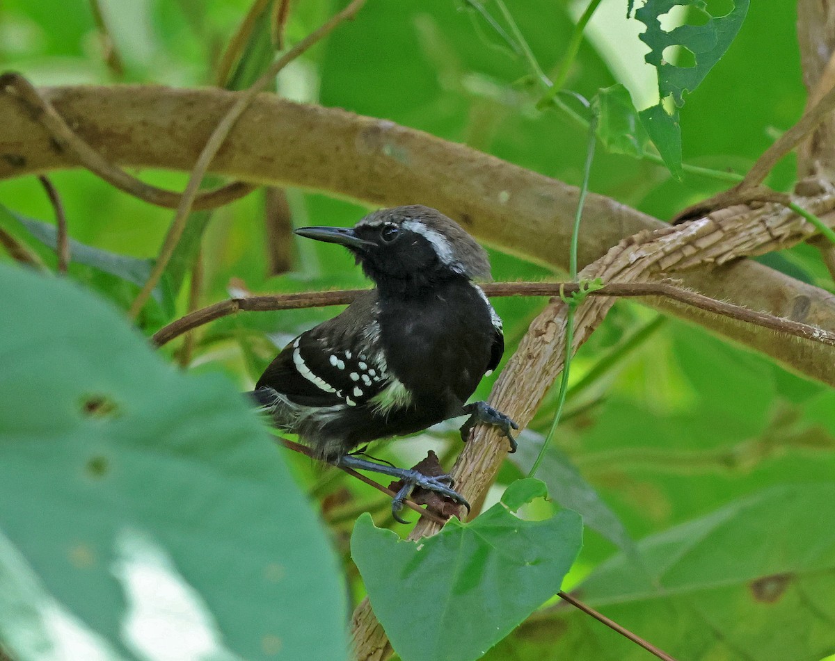 Northern White-fringed Antwren - ML636814989