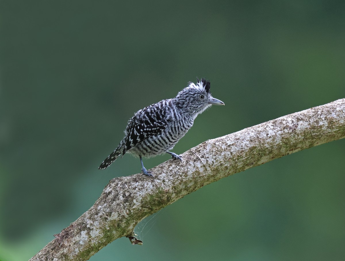 Barred Antshrike - ML636815001