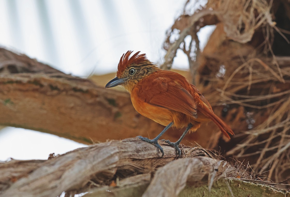 Barred Antshrike - ML636815013