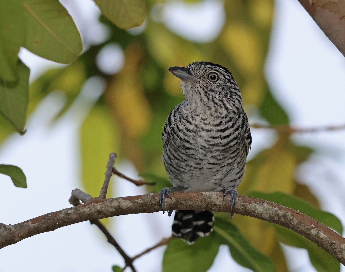 Barred Antshrike - ML636815021