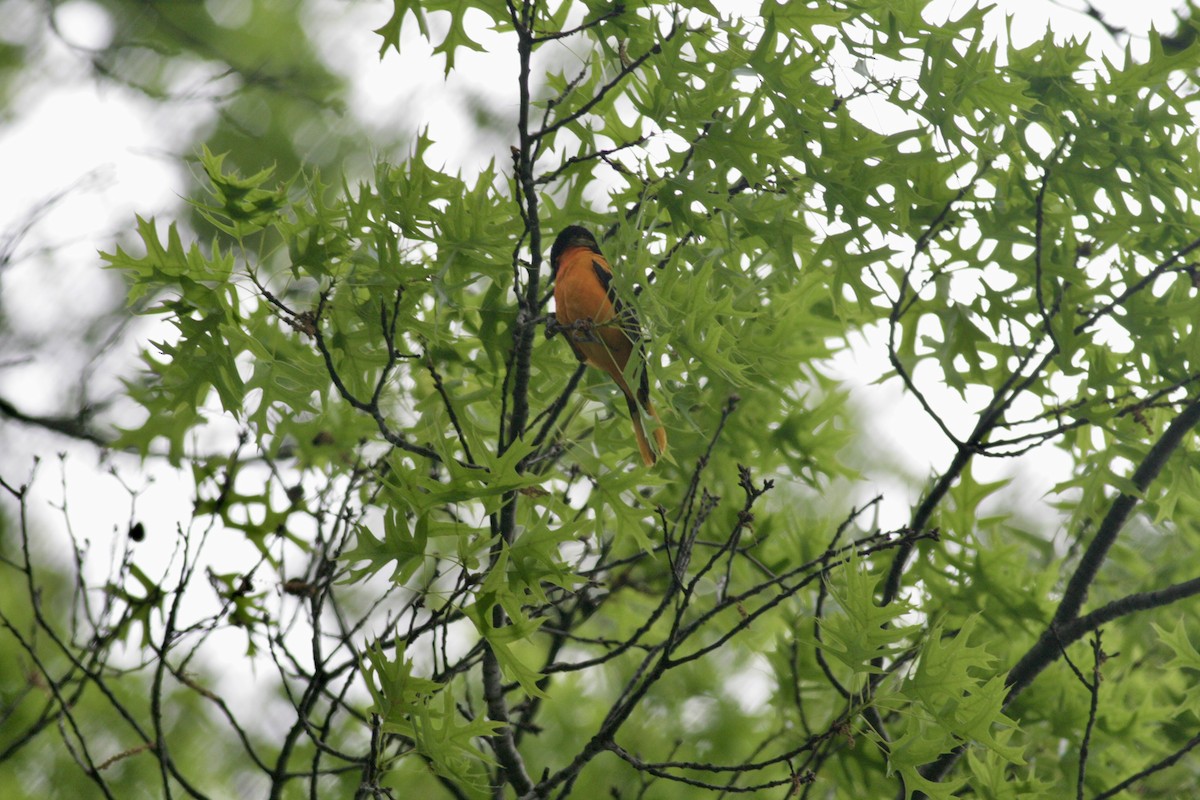 Baltimore Oriole - ML636815038