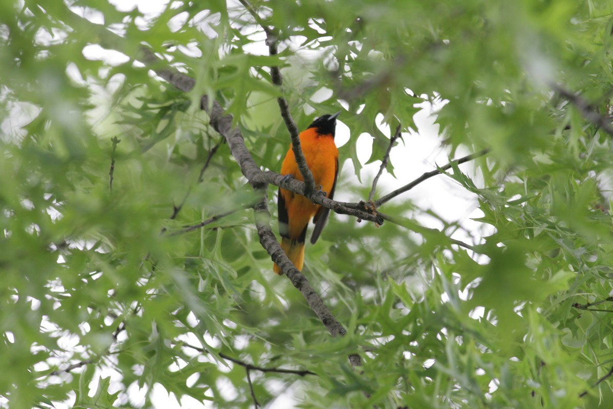 Baltimore Oriole - ML636815039