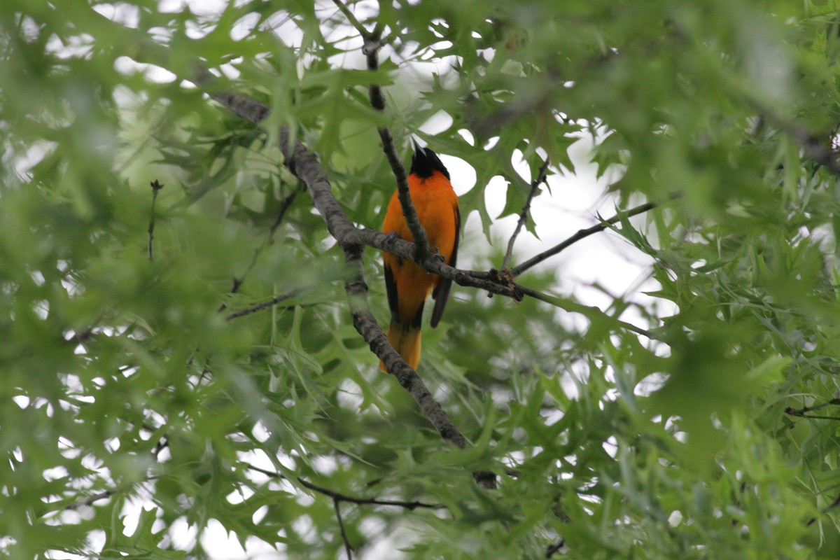 Baltimore Oriole - ML636815040