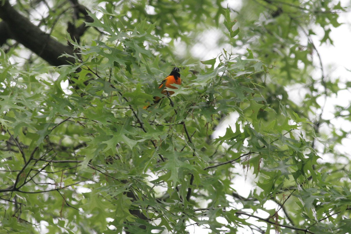 Baltimore Oriole - ML636815041