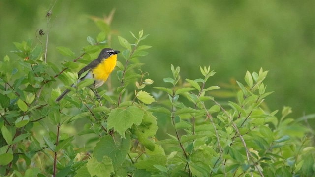 Yellow-breasted Chat - ML636815054