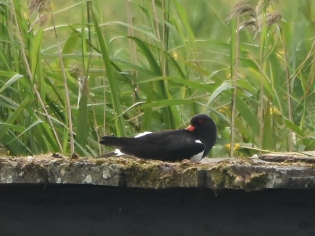 Eurasian Oystercatcher - ML636815100