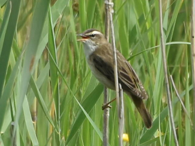 Sedge Warbler - ML636815125
