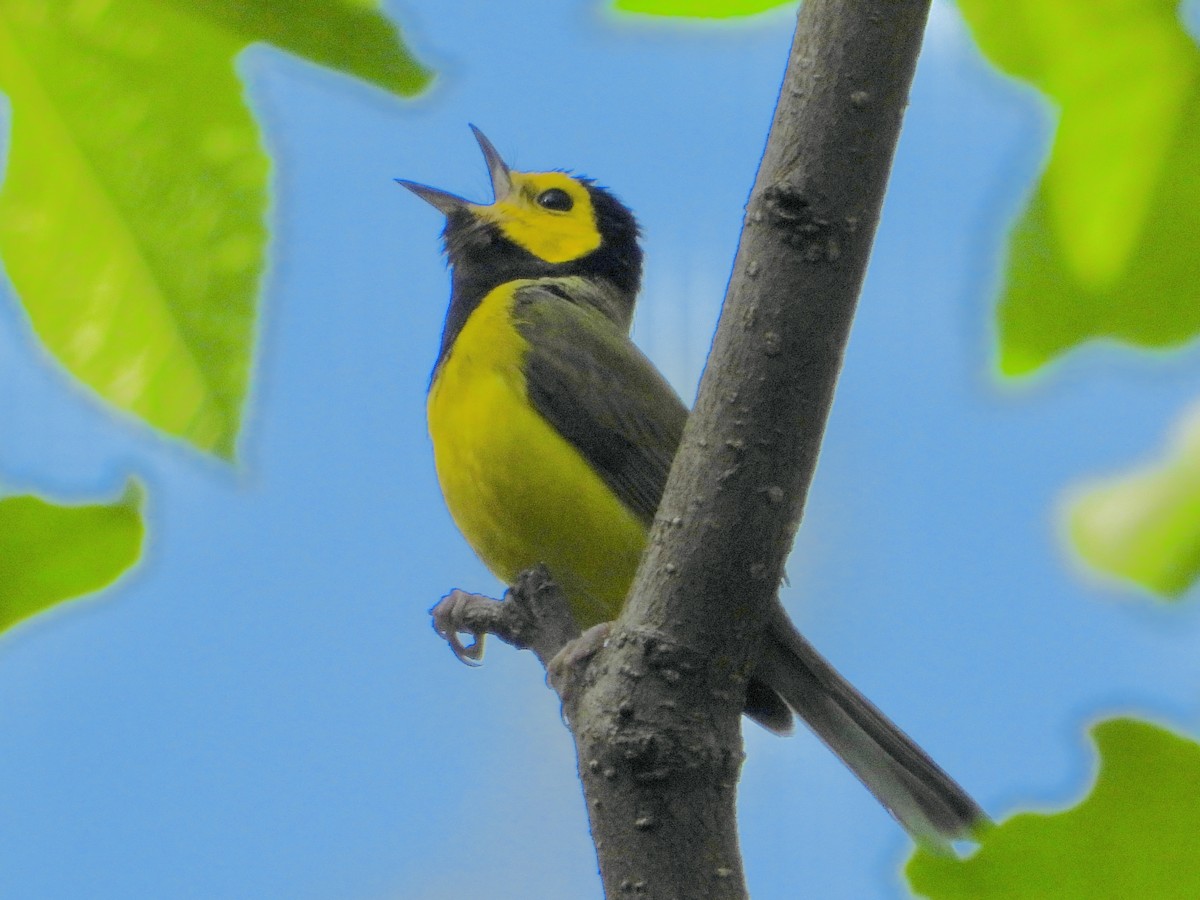 Hooded Warbler - ML636815190