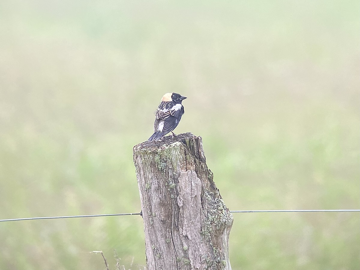 Bobolink - ML636815295