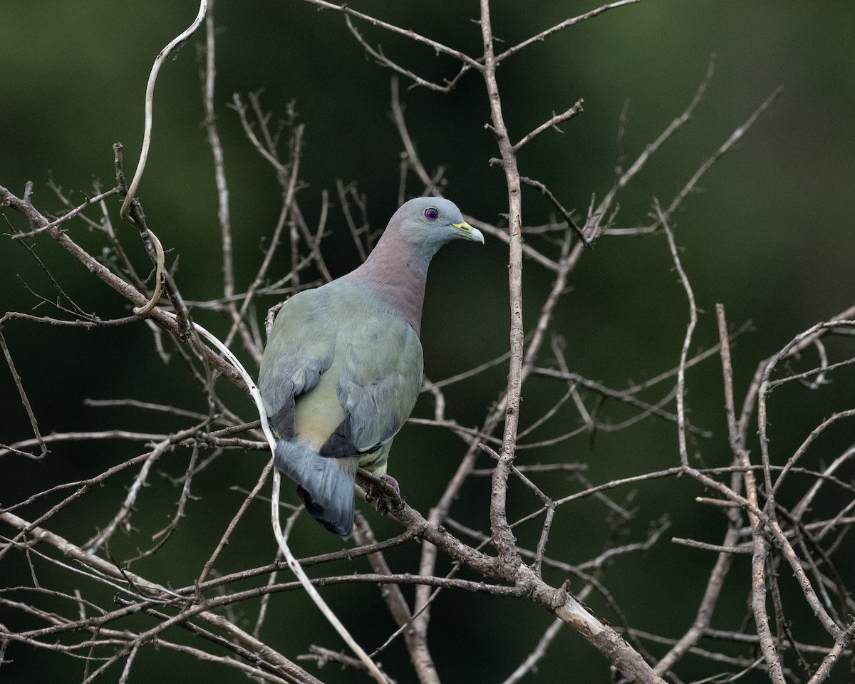 Pink-necked Green-Pigeon - ML636815306