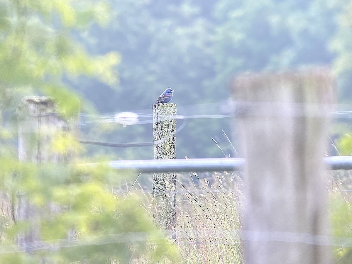 Blue Grosbeak - ML636815308